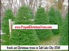 Christmas Trees Utah Image